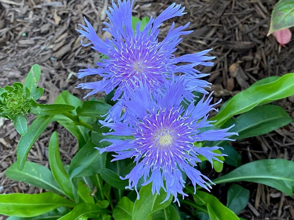The magnificent blue of the Stokes' aster flower.