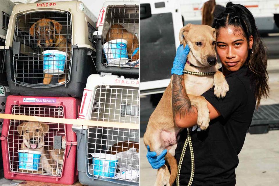 <p>Flew The Coop</p> Rescue dogs on charity flight from Antigua to the U.S. (left) and Mr. Magoo the dog with a volunteer in Miami