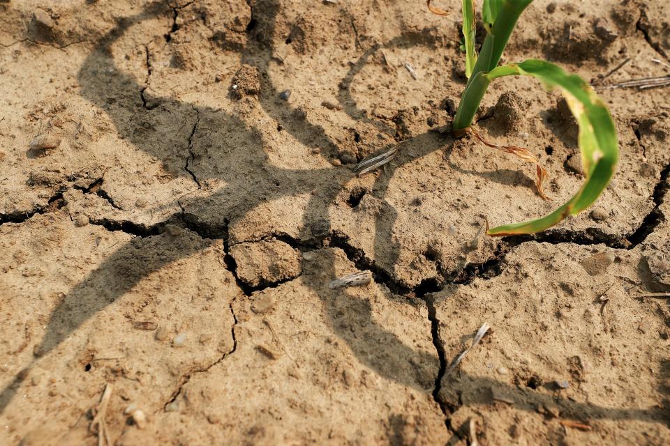 A young sweet corn crop casts a shadow on the dried and cracked soil in a May's Produce field in Atwater Township.