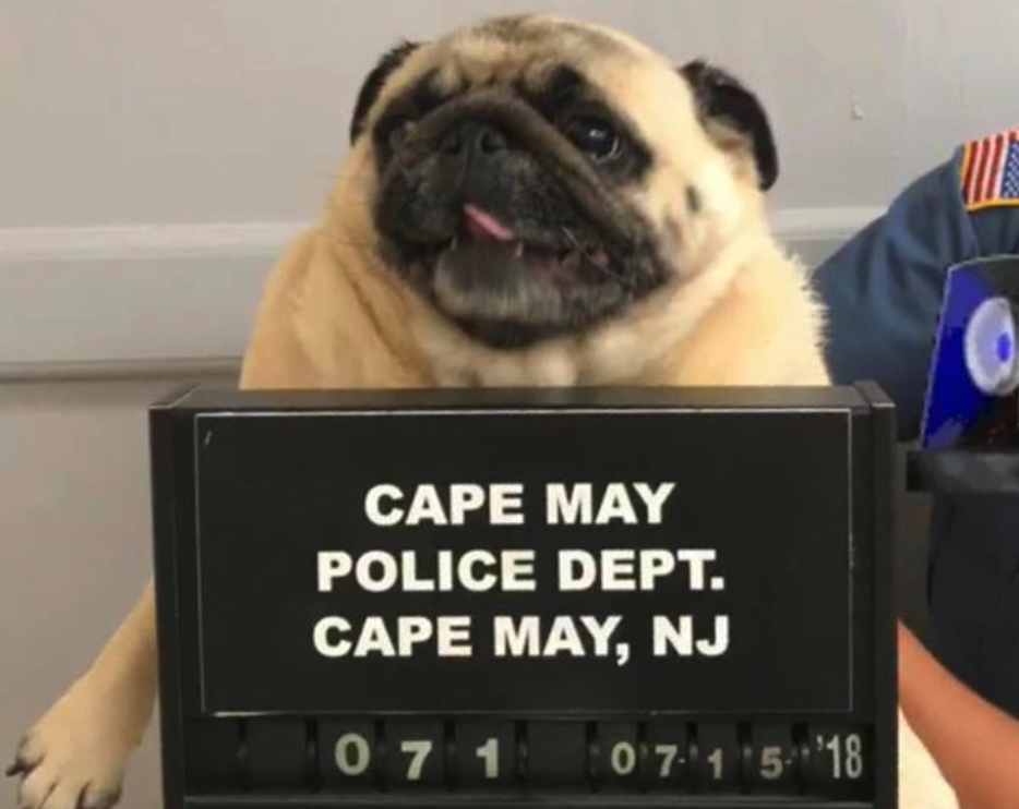 Bean, a pug, ran away from home and was caught trespassing, and this is what happened. (Photo: Cape May Police Department via Facebook)