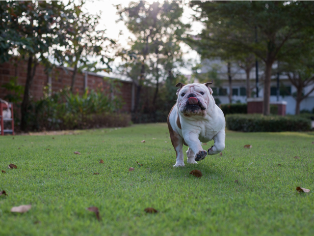 why do dogs get a burst of energy