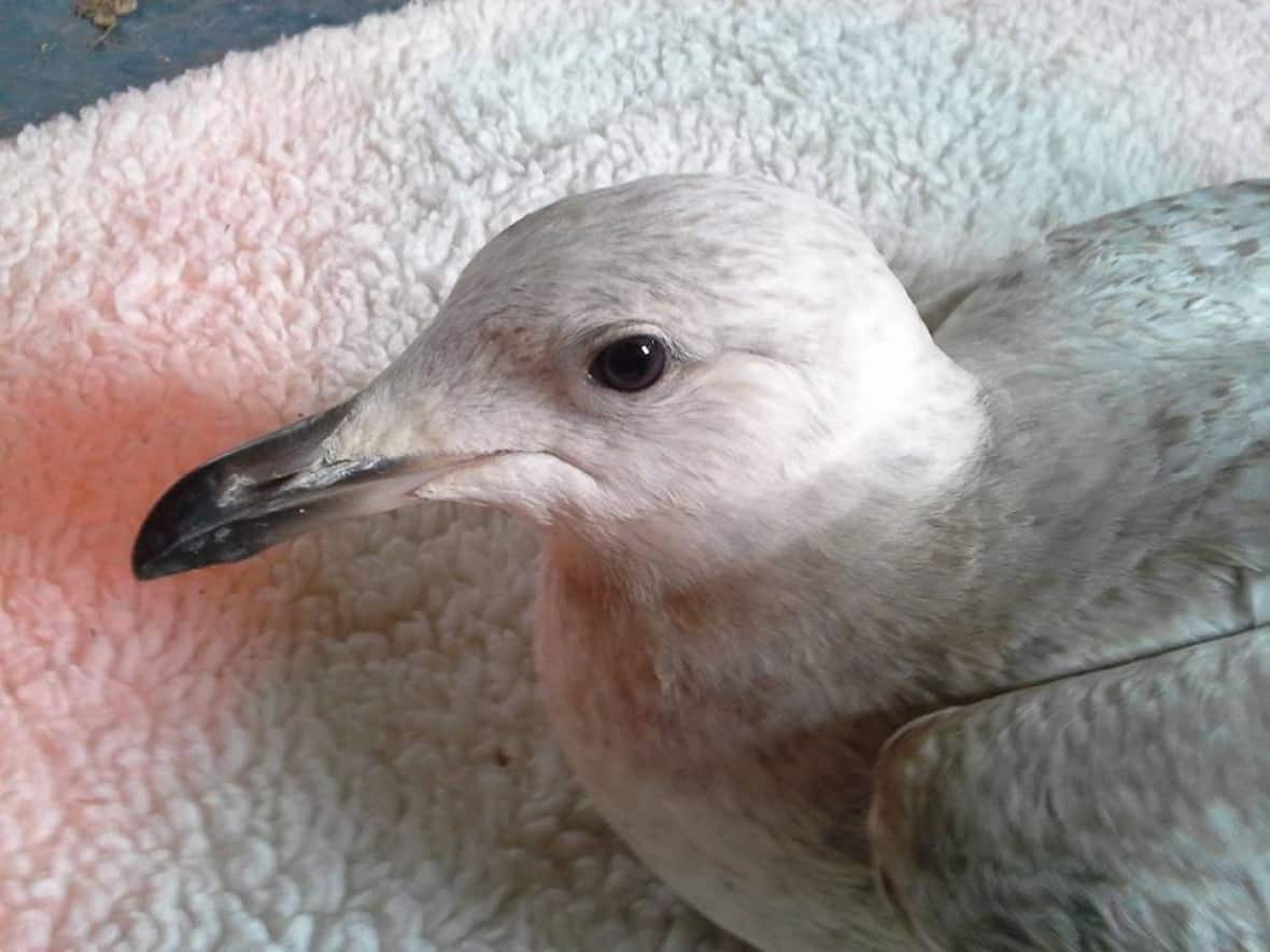 An icelandic gull collected off the coast of Makkovik in April has been confirmed to have died of avian flu. (AWI - image credit)