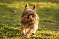 <p>Originally a hunter of small prey, the Australian Silky Terrier is a feisty dog, despite only weighing eight to 10 pounds when fully grown. While their coats are long, they're <a href="https://dogtime.com/dog-breeds/silky-terrier#/slide/1" rel="nofollow noopener" target="_blank" data-ylk="slk:pretty easy to care for;elm:context_link;itc:0;sec:content-canvas" class="link ">pretty easy to care for</a>, requiring only a couple of brushings a week. </p>