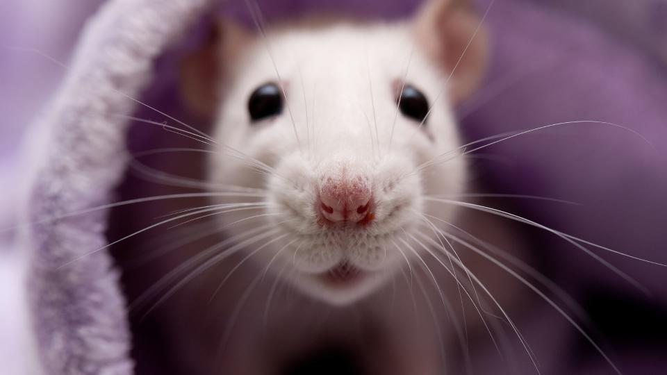 White rat