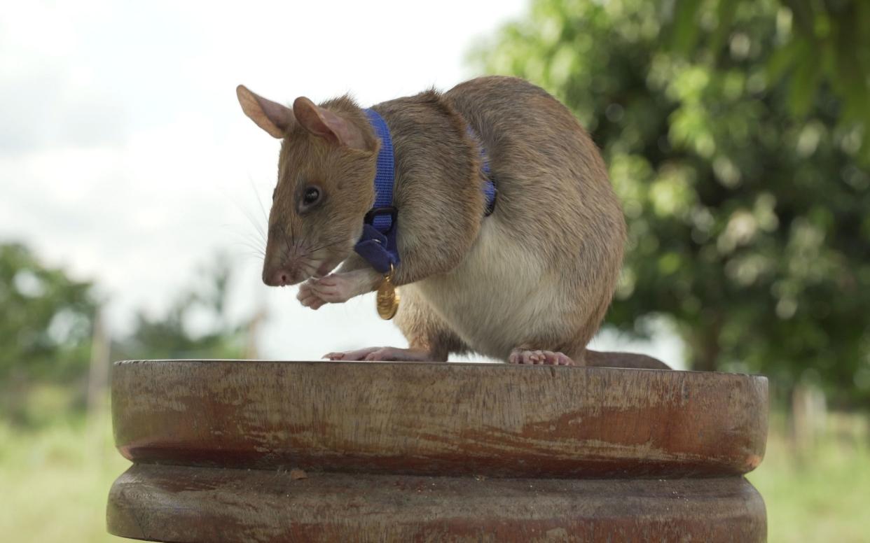 Magawa has cleared 39 landmines in an area the size of 20 football pitches (PDSA)