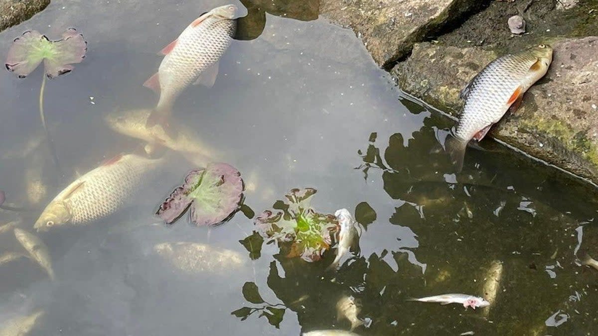Dozens of fish were found dead at the beauty spot (Sharon Laker)