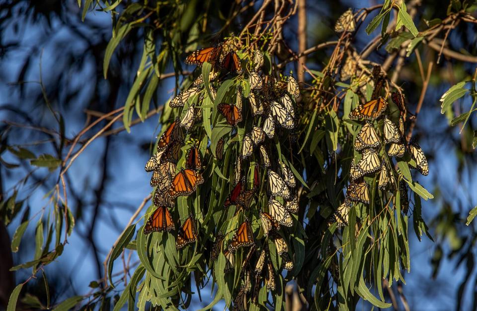 Black-veined orange and beige monarch butterflies cluster together on the branches of a eucalyptus tree in Malibu.