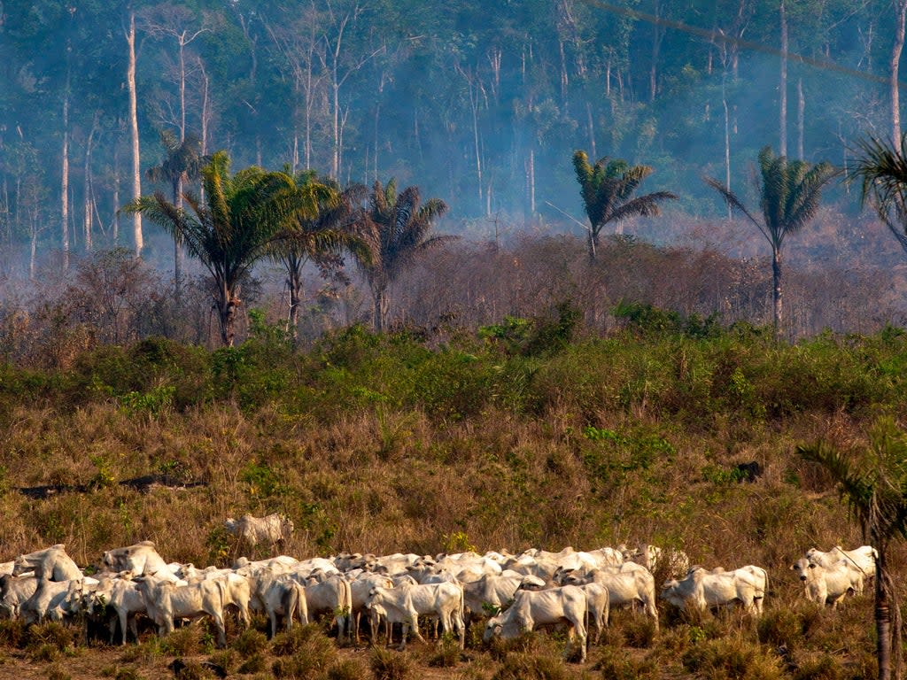 Large swathes of the Amazon rainforest are destroyed to raise and graze cattle  (AFP via Getty Images)