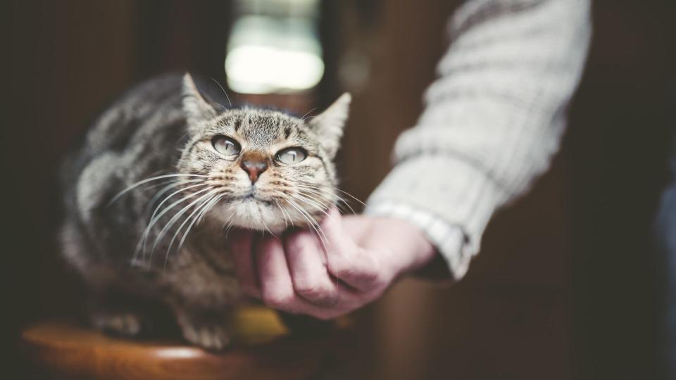 The oldest ever cat was 38