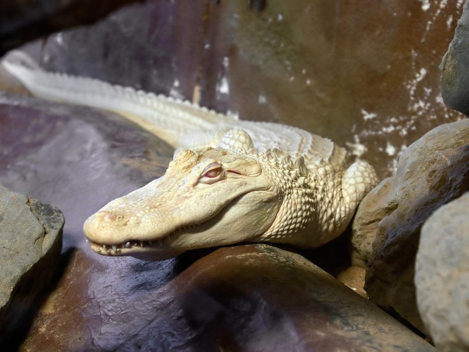 Albino alligator.