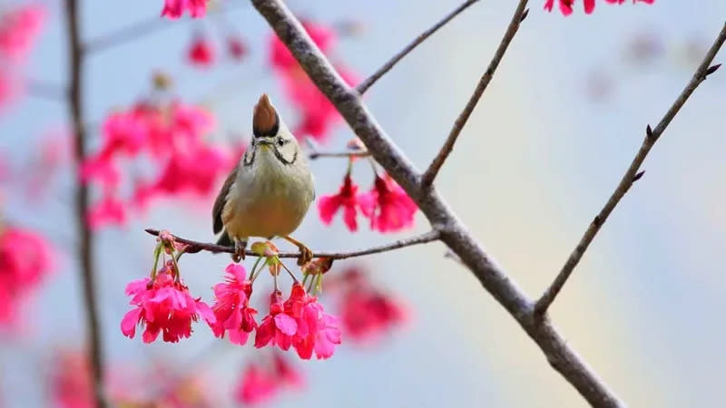 <strong>盛開的櫻花吸引冠羽畫眉、白耳畫眉前來吸食花蜜，鮮豔的花朵與熱鬧的鳥叫聲交織一片生意盎然。（圖／林業及自然保育署台中分署提供）</strong>