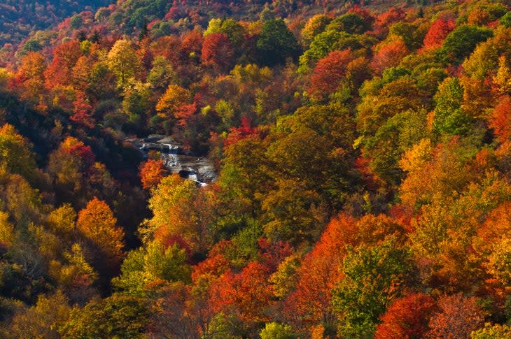 Brilliant autumn colors surrounding Second Falls in the Graveyard Fields area of Blue Ridge Parkway.