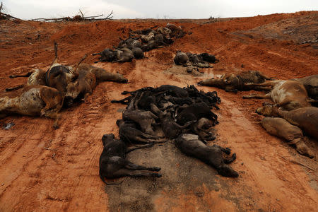 A pile of calves lie in a pit with cattle killed by wildfires before being buried near Laverne, Oklahoma, U.S., March 12, 2017. REUTERS/Lucas Jackson