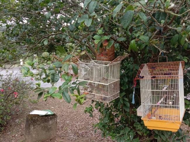 誘捕籠掛設在桂花樹下，吸引野生鳥類接近。（新北動保處提供）