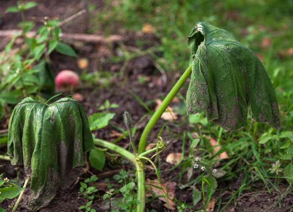 Wilted vegetable plants in garden affected by extreme heat