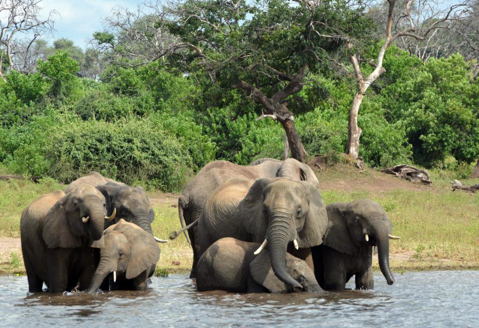 This March 3, 2013 photo shows elephants in the Chobe National Park in Botswana. Safaris in this rich game-viewing destination offer up-close views of elephants and many other animals, including lions, giraffes and hippos. (AP Photo/Charmaine Noronha)