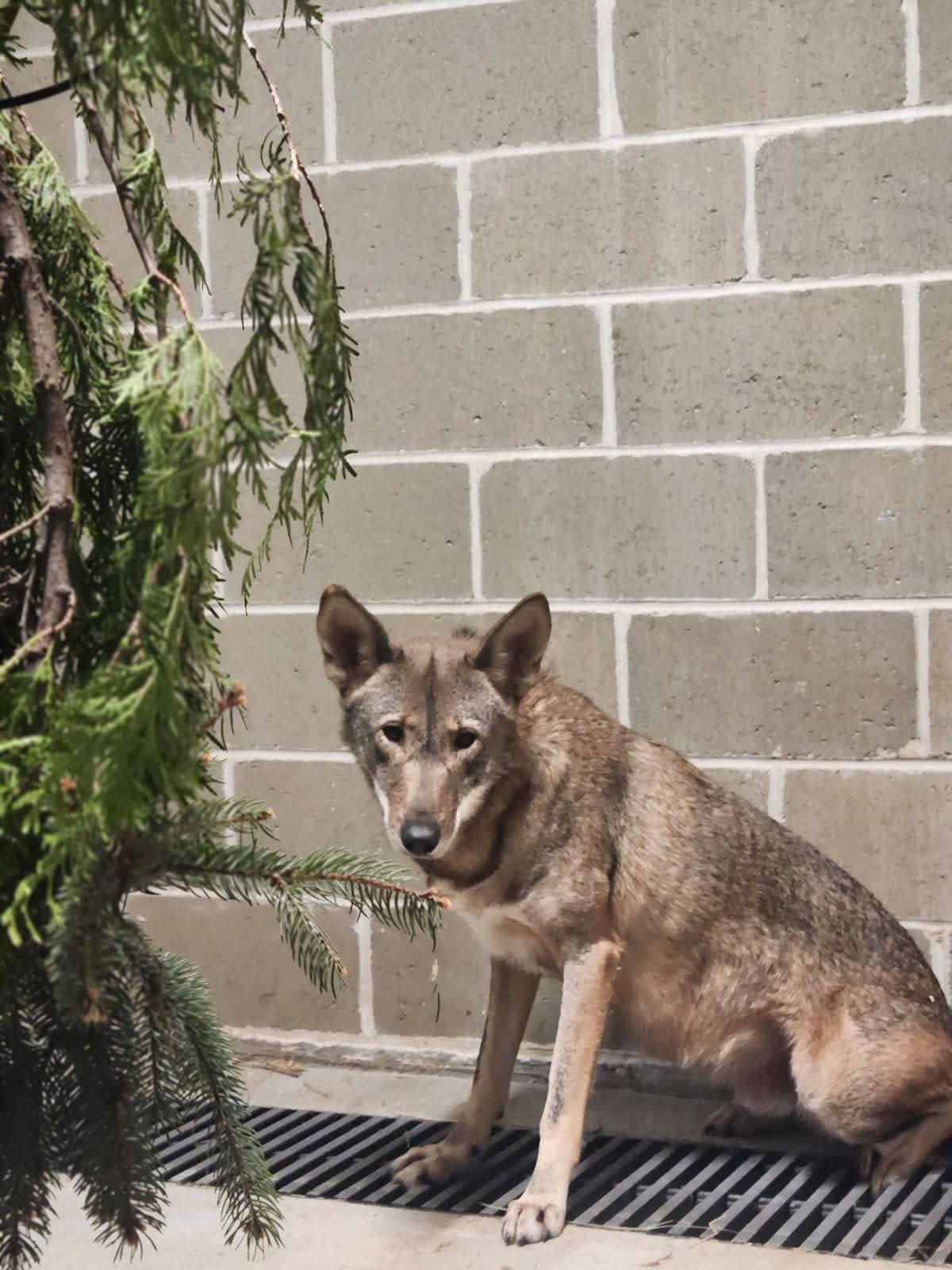 Frye, a red wolf from a zoo in Fort Worth, Texas, recently arrived at the Roger Williams Zoo.