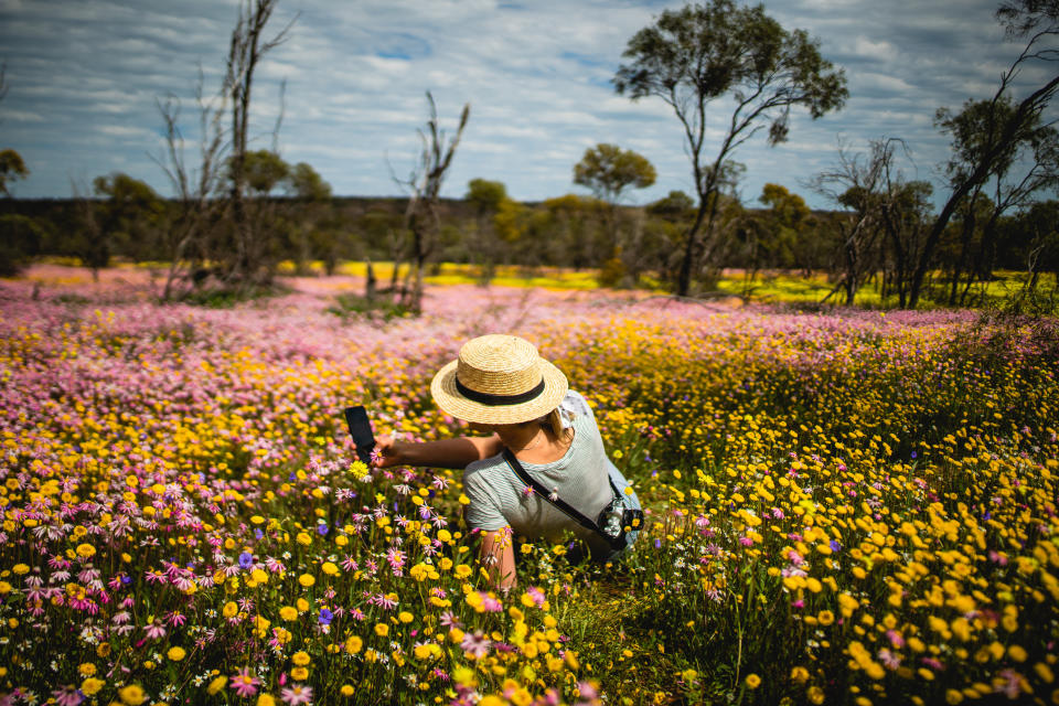 Wildflowers, Coalseam Conservation Park (Photo: © Tourism Western Australia)