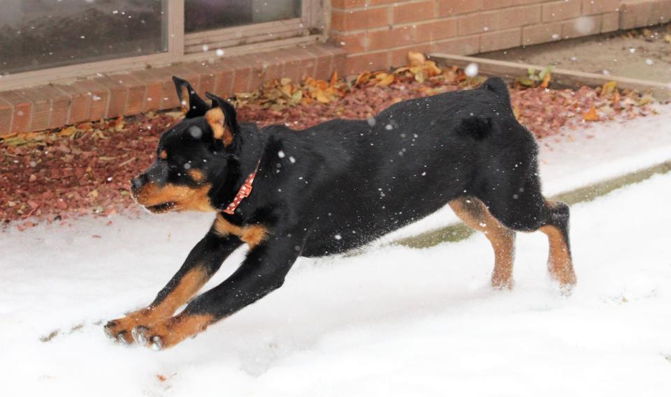 Local dog "Remy" prances around in the snow in this Chieftain file photo from 2022.