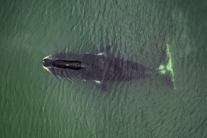 Aerial view of a bowhead whale, Balaena mysticetus, Sea of Okhotsk, eastern Russia.