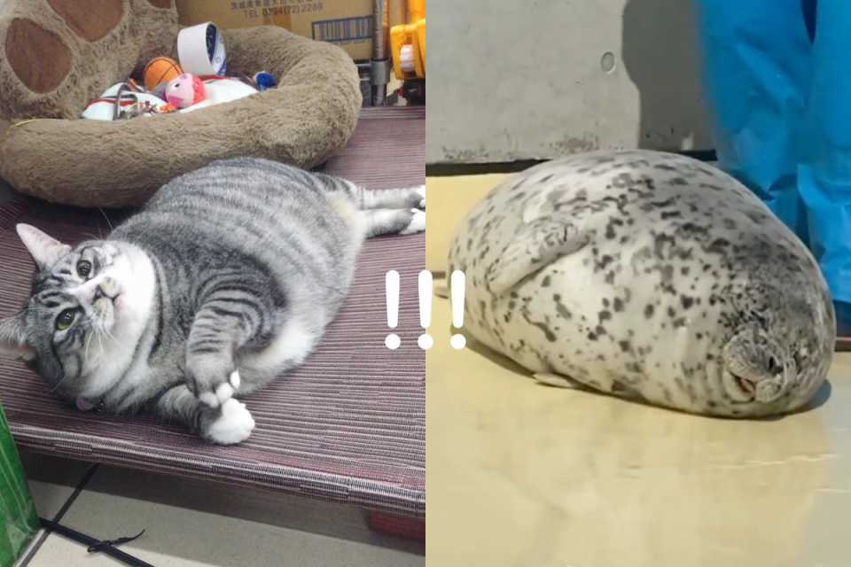 <p>店貓身材圓滾滾，躺在地上的模樣與海豹極度相似。（圖／網友雯子雯子授權提供、Instagram ＠gacchirika） </p>
