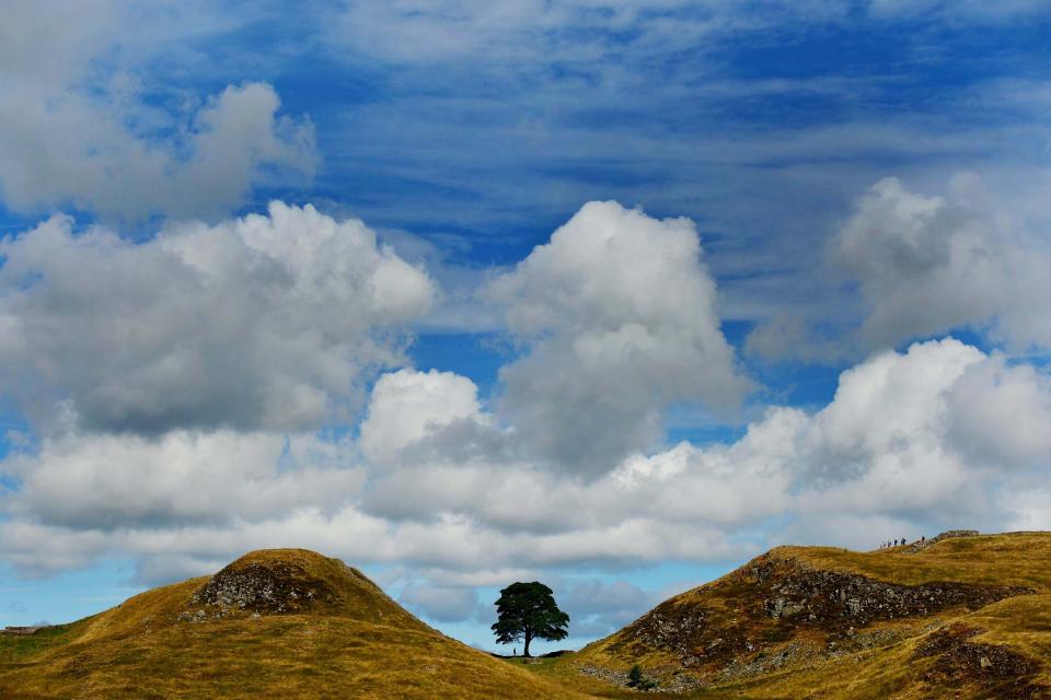 Sycamore Gap was felled in an act of vandalism in September (Owen Humphreys/PA) (PA Archive)