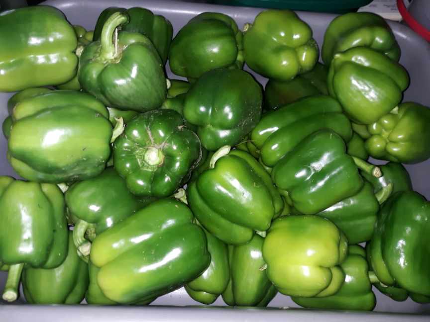 A bountiful harvest of green bell peppers, ready to be used in this week’s Thick and Chunky Salsa recipe.