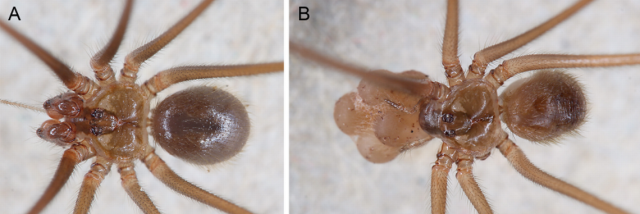 New spider species discovered in southern Indiana cave