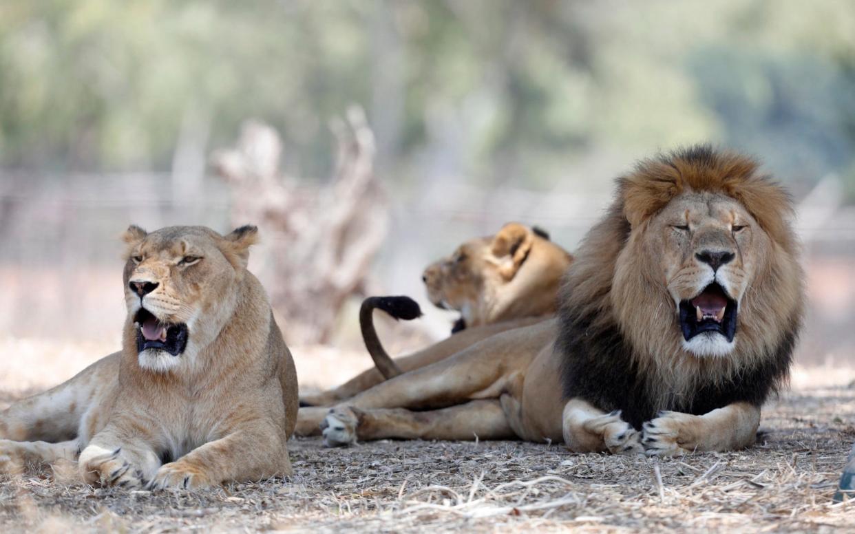 Populations of the African lion dropped 43% since 1993 - EPA