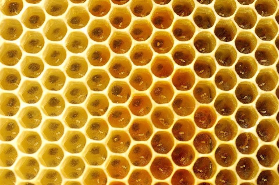 Honeybee_worker_eggs_12