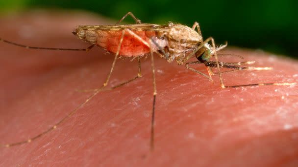 PHOTO: This 2014 photo made available by the U.S. Centers for Disease Control and Prevention shows a feeding female Anopheles gambiae mosquito. (James Gathany/AP, FILE)