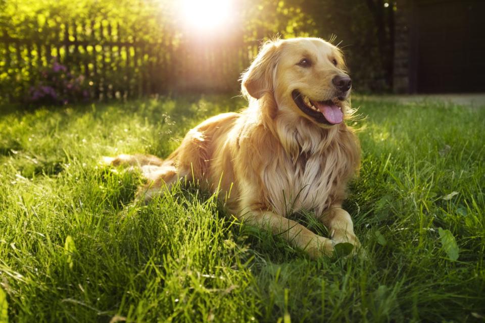 Golden Retriever