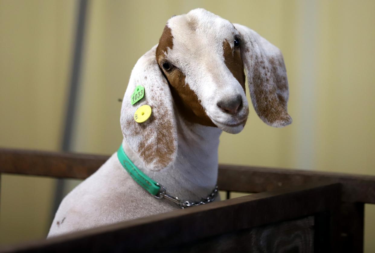 Entries for the livestock show at the New Mexico State Fair are now being accepted.