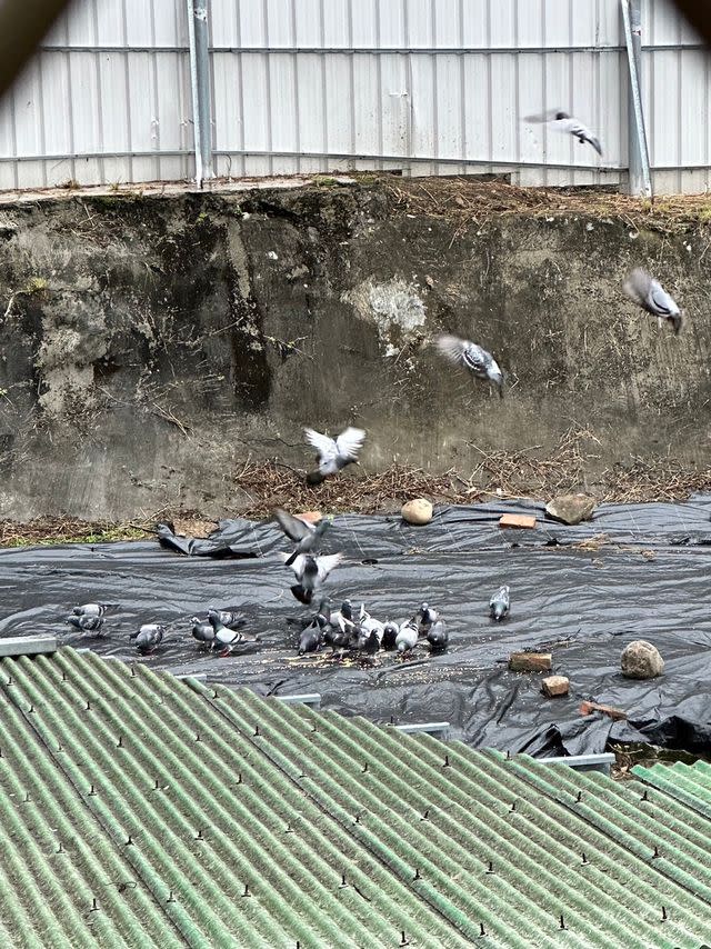 台北市西湖里長期受鴿子、鴿糞肆虐。(記者張欽翻攝)