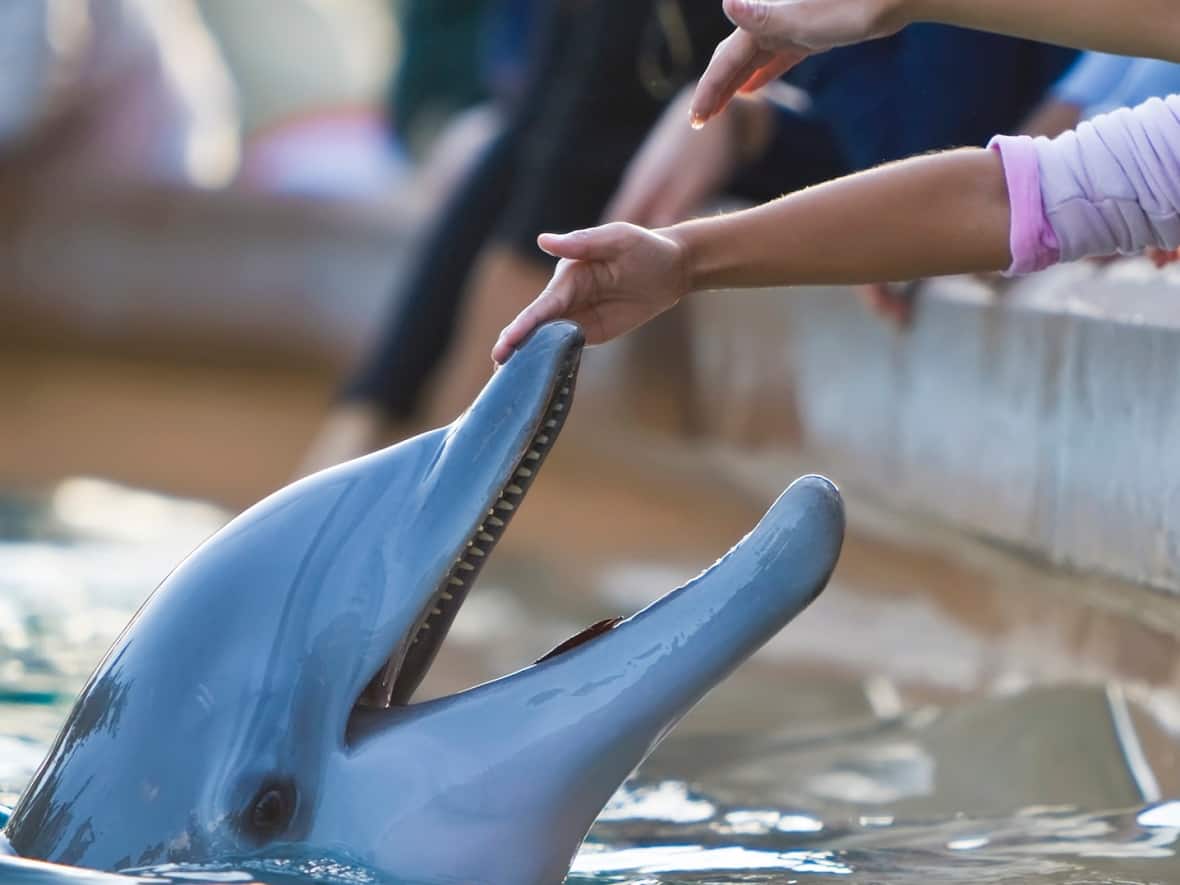 A dolphin and a beluga whale have died at Marineland in Niagara Falls, Ont. (Getty Images/iStockphoto - image credit)