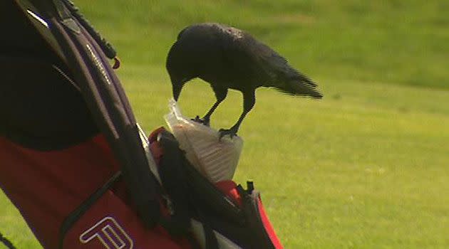The pesky crow has a browse through the items on offer in a golf bag on the fairway at Mt Osmond. Photo: 7News.