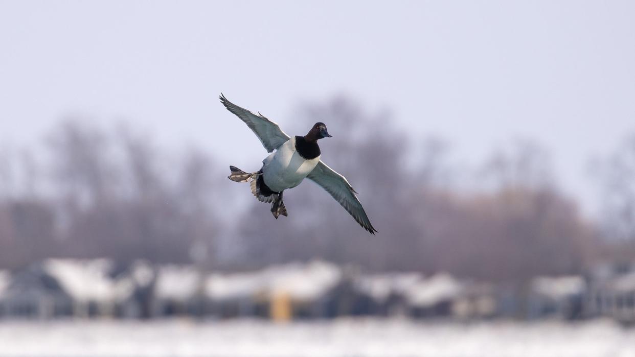 Photo of a canvasback duck flying