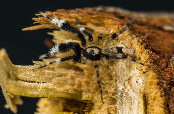 A new species of Gnaphosidae Ceryerda, "swift spider."