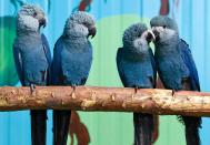 <p>Thought to be extinct in the wild, the Spix Macaw currently exists in captivity with their numbers in the dismally low 60-80 range. The bird is also referred to as Little Blue Macaw because they're known for their vibrant blue feathers.</p><p><strong>Cause of Extinction:</strong> the Spix Macaw went extinct in the wild due to habitat destruction, illegal trapping and trade.</p>