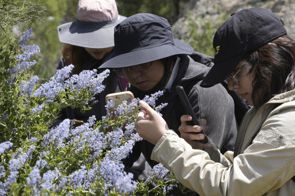 Estudiantes de la Universidad Autónoma de Baja California participan en una expedición botánica para documentar la biodiversidad en la frontera entre EEUU y México, el viernes 19 de abril de 2024, en Jacumé, Baja California. (Foto AP/Damián Dovarganes)