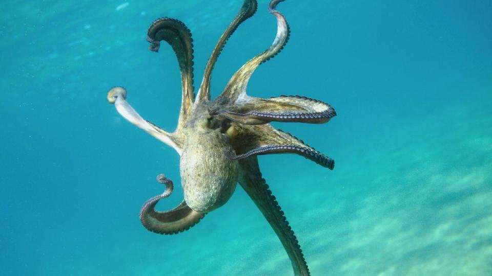 Octopuses have around 500 million neurons in their body (Eurogroup for animals)