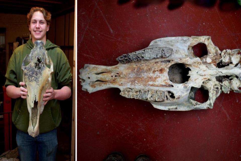 Fossil collector shocked to find 10,000-year-old Ice Age horse skull on Island <i>(Image: Wight Coast Fossils)</i>