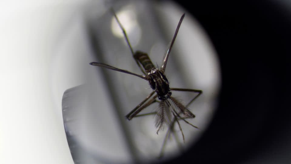 An Aedes aegypti mosquito under a microscope at the National Environmental Agency's mosquito production facility in Singapore. - Edgar Su/Reuters