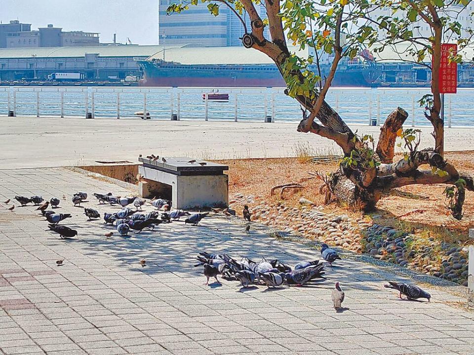 高雄公園時常見到有野鴿群聚，且有人會前往餵食。（任義宇攝）