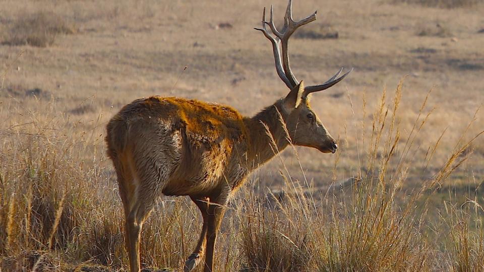 Auch der Zackenhirsch (Rucervus duvacelli) ist akut vom Aussterben bedroht. (Bild: dpa)