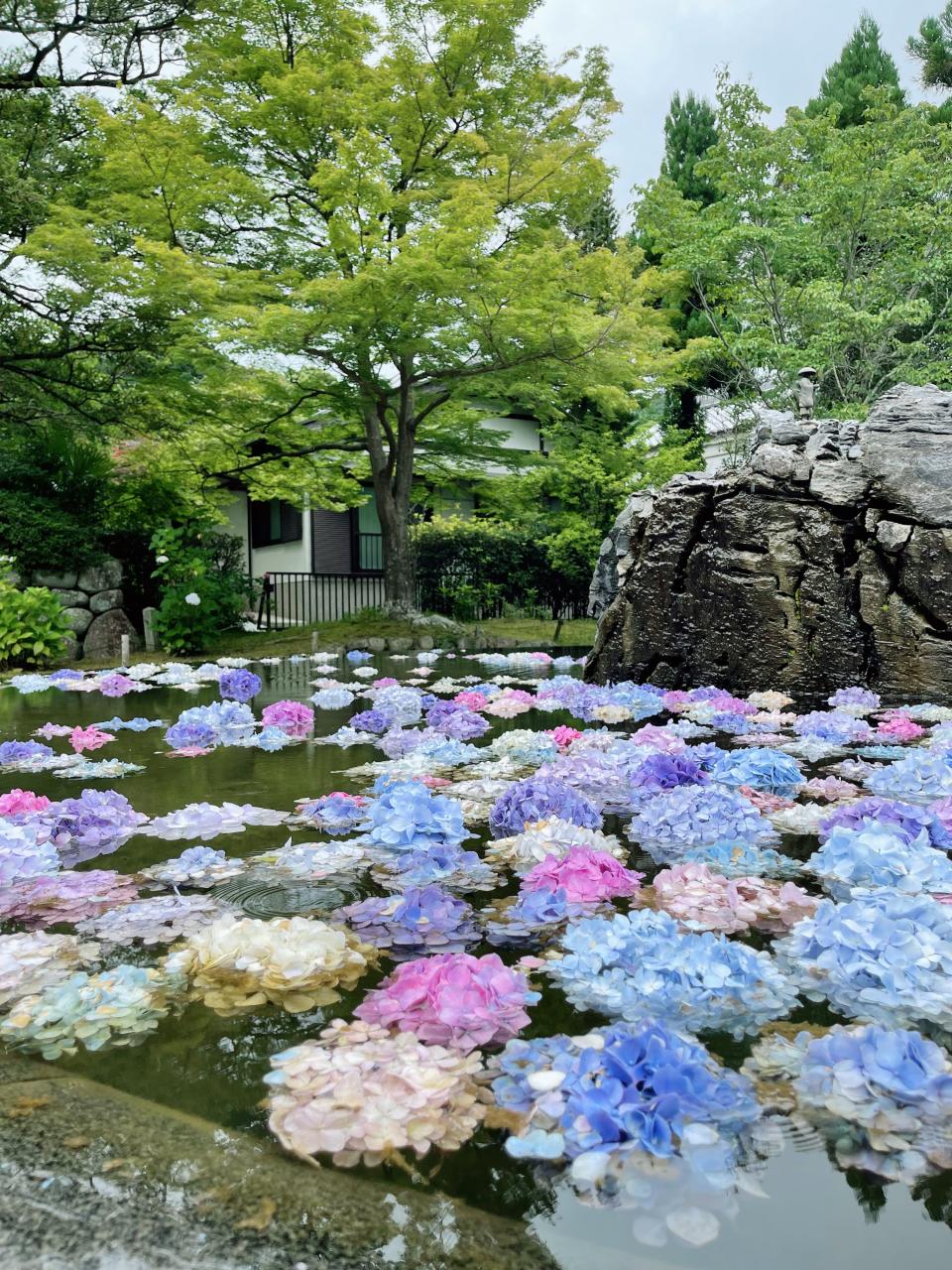 久安寺會把開始枯萎的繡球花摘下放在水池內，每週換花2至3次。