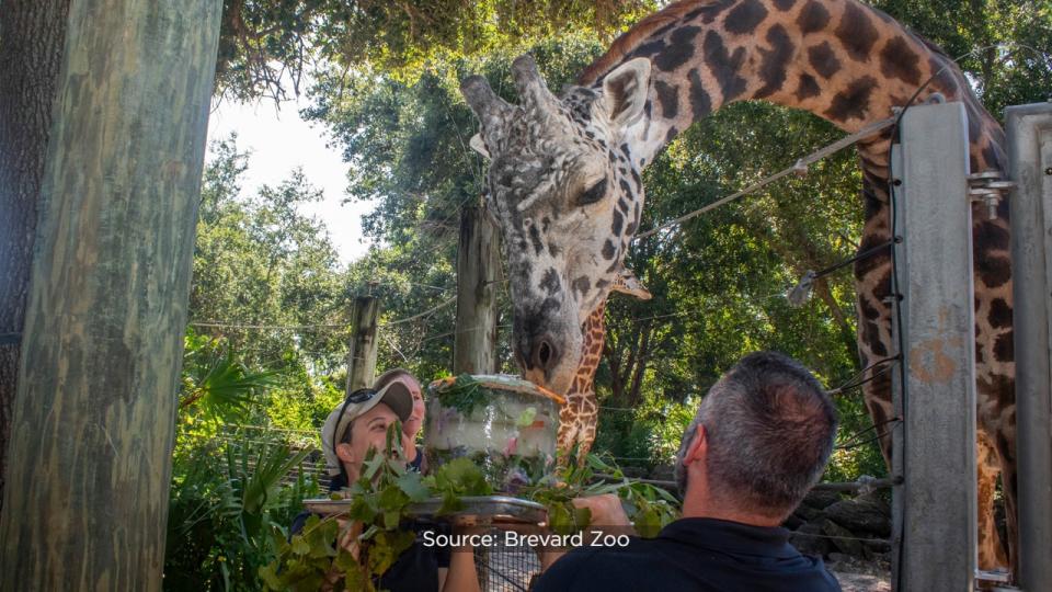 Brevard Zoo’s Rafiki the giraffe is celebrating his 25th birthday on Wednesday.