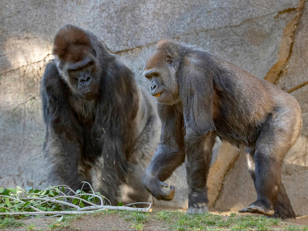 <p>Gorillas at San Diego Zoo Safari Park</p> (AP)