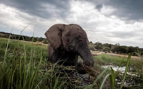Landlocked Botswana has the largest elephant population in Africa - Credit: &nbsp;CHRIS JEK/&nbsp;AFP