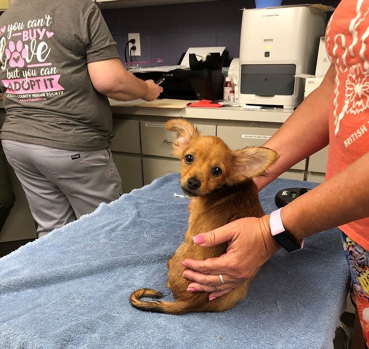 One of the 80 dogs rescued by the Licking County Humane Society Friday from a home in Newark.